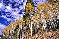 Aspen Grove Electric Sky.jpg